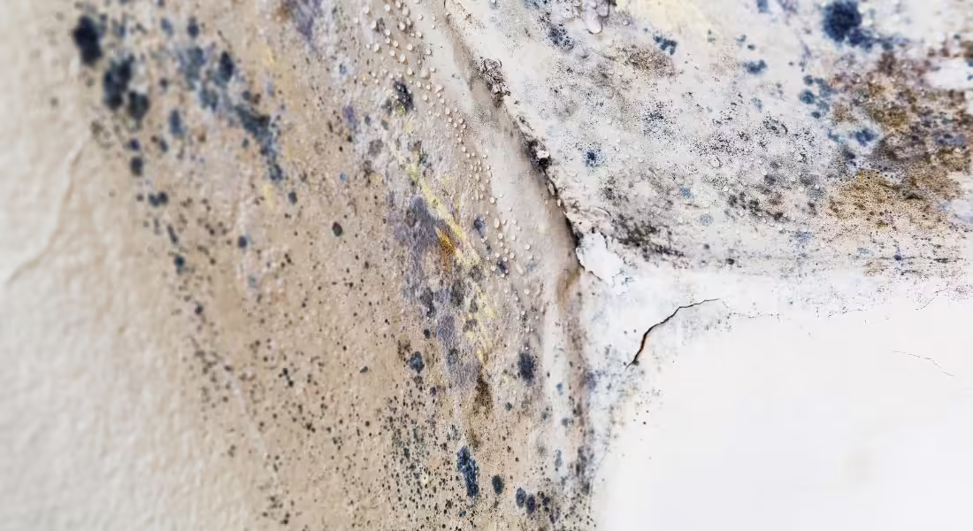 The Relationship Between Mold and Insulation